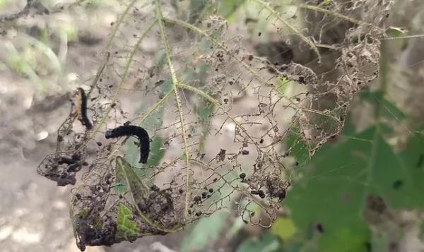 Teror Ulat Bulu Serang Permukiman Warga Di Desa Tanjung Anom Cirebon
