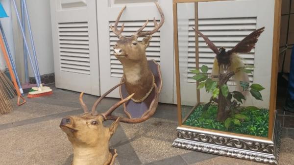 Polisi menyita sejumlah satwa dilindungi yang diawetkan dari rumah Abdul Malik, koboi pengemudi Lamborghini yang menodongkan pistol terhadap pelajar, Jakarta, Kamis (26/12/2019). (Foto: iNews.id/ Felldy Utama).