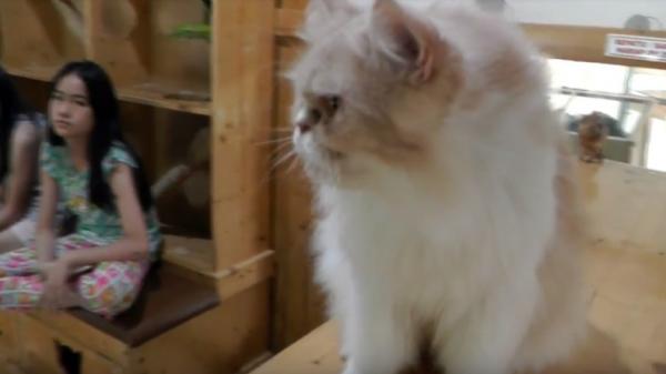 Taman Burung Palembang dan kucing Pengunjung Taman Burung Palembang bermain dengan kucing (Bambang Irawan/iNews)