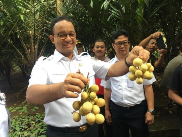 Gubernur DKI Jakarta Anies Baswedan saat memanen buah Salak dan Duku Condet di kawasan Cagar Buah Condet (CDC) Jalan Kayu Manis, Kramatjati, Jakarta Timur, Kamis (14/3/2019). (Foto: iNews.id/Wildan Catra Mulia)