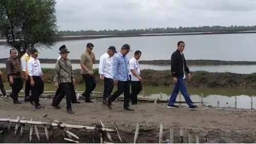 Presiden Jokowi panen raya di tambak udang Muara Gembong, Kabupaten Bekasi, Jawa Barat. (Foto: Fakhirzal Fakhri/Okezone)