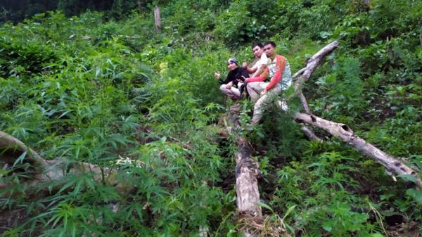 Ladang Ganja Ladang ganja yang ditemukan Jajaran Satuan Narkoba Polres Rejang Lebong Provinsi Bengkulu (Istimewa)