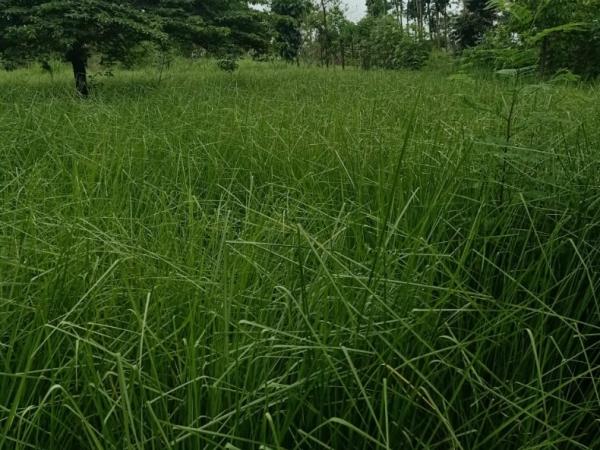 Tanaman Vetiver (akar wangi). (foto: ist)