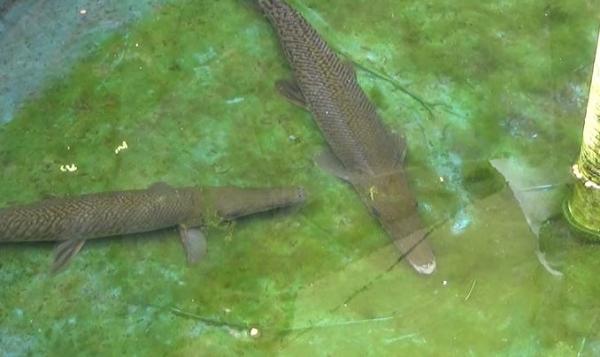 Ikan Aligator di Lapas Sukamiskin, Senin (6/1/2020) (Foto: iNews/ Juhpita)