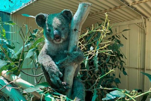 Sedih Ini Hewan  Hewan  Khas Australia  yang Terancam Punah  