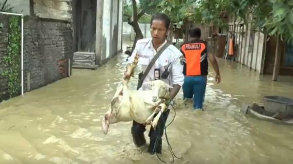 Petugas mengevakuasi hewan ternak akibat banjir di Demak, Kamis (9/1/2020). (Foto: iNews/Sukmawijaya)