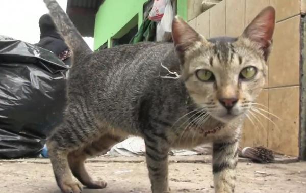 Kucing peliharaan Jumirah, Sabtu (11/1/2020) (Foto: iNews/ Lurisa)