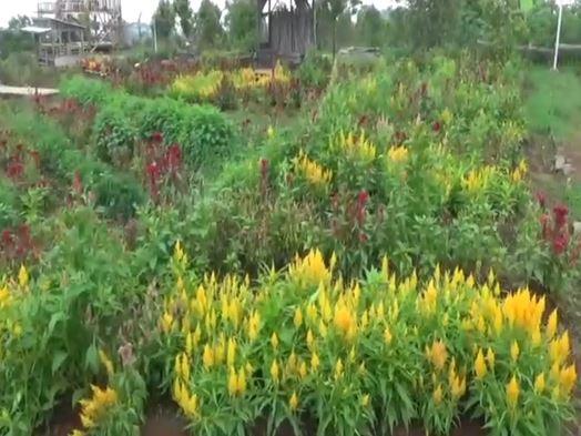 Taman Bunga Celosia di Kuningan, Sabtu (11/1/2020) (Foto: iNews/ Toiskandar)