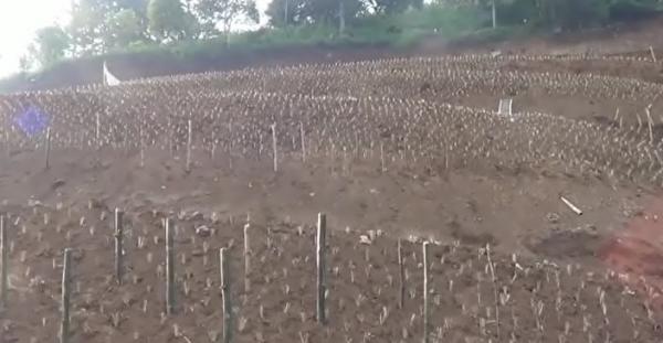 Pembangunan perumahan di Lembang, Rabu (15/1/2020) (Foto: iNews/ Yuwono)