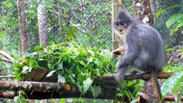 Surili, primata endemik Jawa Barat. (Foto: Istimewa/Aspinall Foundation)