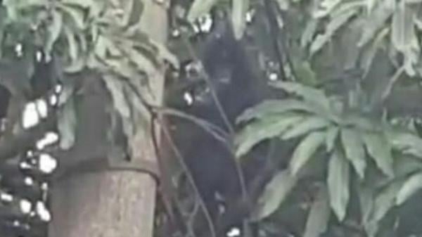 surili di cianjur Surili, primata endemik Jabar yang dijadikan maskot PON XIX terlihat berkeliaran di atap balai Desa Sukaraharja, Kecamatan Cibeber, Cianjur, Jabar, sejak dua bulan terakhir (Foto: Antara)