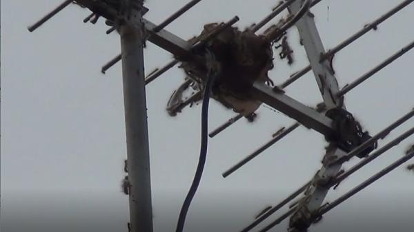 Ribuan ulat bulu menyerang permukiman rumah warga di desa Singocandi, Kecamatan Kota, Kabupaten Kudus, Jawa Tengah (Jateng). (Foto: iNews.id/Nur Choiruddin)