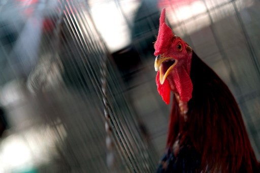 4 Orang Tewas Ditembak Di Lokasi Sabung Ayam Vietnam