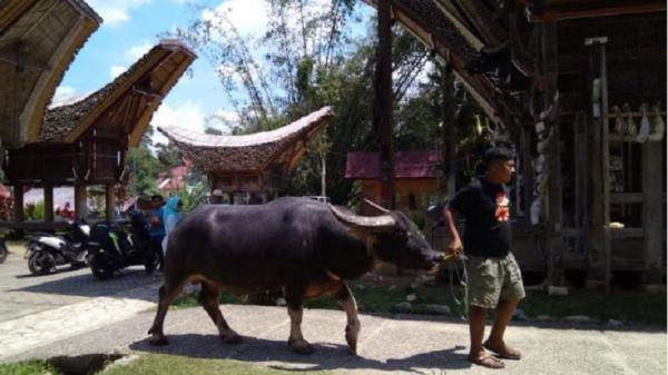 Pengunjung muslim sudah difasilitasi masjid di lokasi obyek wisata Kate Kesu Toraja Utara. (Foto: Antara).
