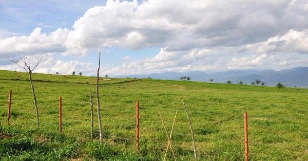Terpikat Keindahan Hamparan Rumput Mangateh di Sumbar ...