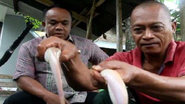 Nur Fahrudin, warga Desa Mindahan, Kecamatan Batealit, Kabupaten Jepara berhasil dengan eksperimen lele pink (Foto: iNews/Nur Shoiruddin)