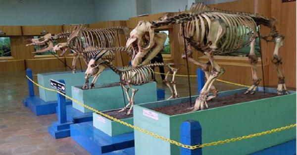 Museum Zoologi Bogor, Wisata Edukasi Mengenal Hewan Prasejarah