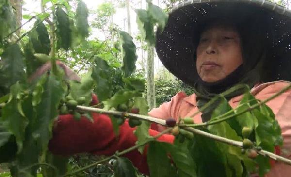 Petani memetik kopi di Cianjur Petani memetik kopi di Cianjur, Minggu (9/2/2020) (Foto:iNews/Andi Ichsyan)