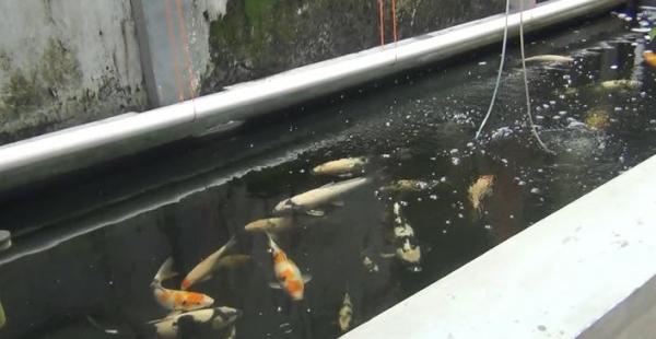 Ikan Koi yang Dipelihara oleh Johan Efendi Ikan Koi yang Dipelihara oleh Johan Efendi, Rabu (19/2/2020) (Foto: iNews/Mita)