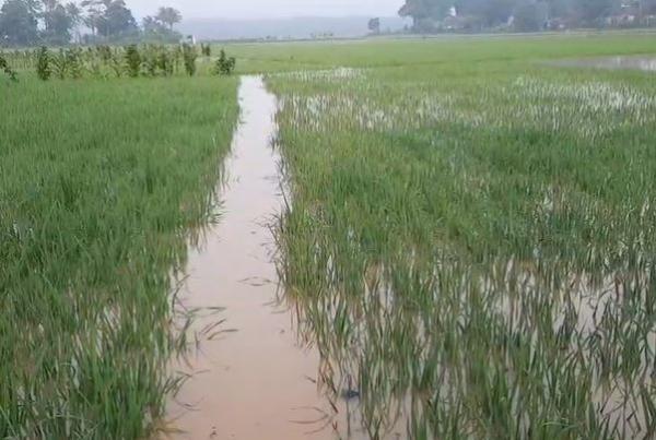 Banjir rendam sawah di Tasikmalaya, Minggu (23/2/2020) (Foto: iNews/Asep Juhariyono)
