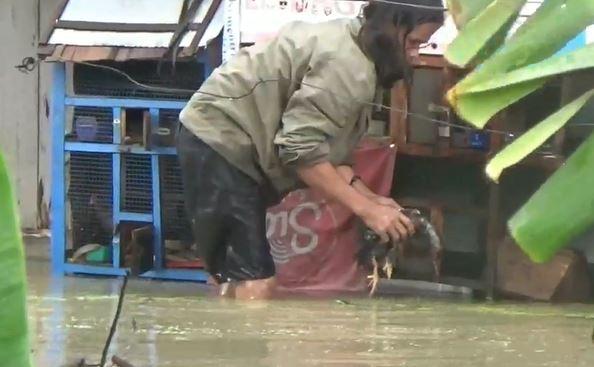 Ternak warga mati akibat banjir Ternak warga mati akibat banjir, Senin (24/2/2020) (Foto: iNews/Yudy Heryawan Juanda)