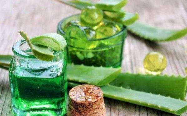 Lidah buaya salah satu cara mengobati sariawan dengan cepat secara alami. (Foto : Ist)