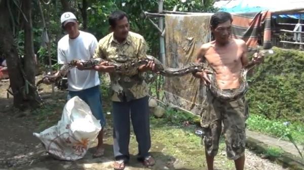 Ular Sanca 4 Meter Hebohkan Warga Mojokerto