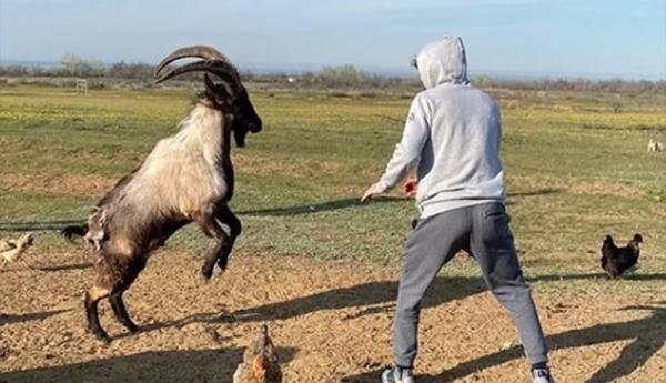 Zabit Magomedsharipov berlatih melawan kambing gunung (Foto: MMA Mania)
