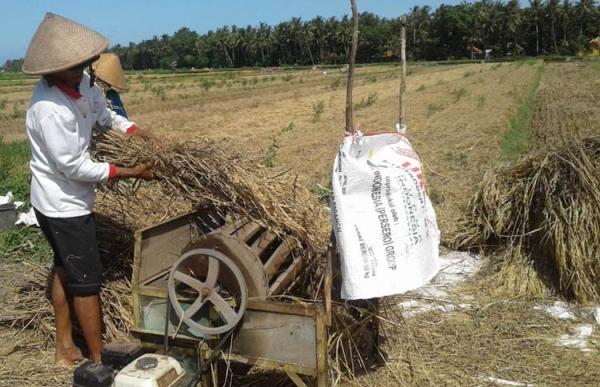 106 2 Hektare Sawah di Kulonprogo Diserang Hama Dinas 