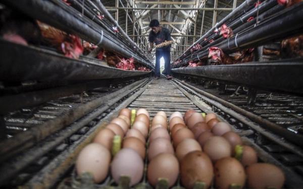 Peternak memanen telur ayam (Foto: Antara/Yulius Satria Wijaya)