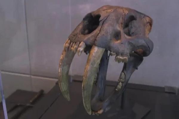 Pajangan fosil tengkorak harimau di ruang kerja Dana White (Foto: The Sun)