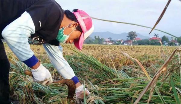 Bhima Whibnu di sawah Bhima Whibnu di sawah