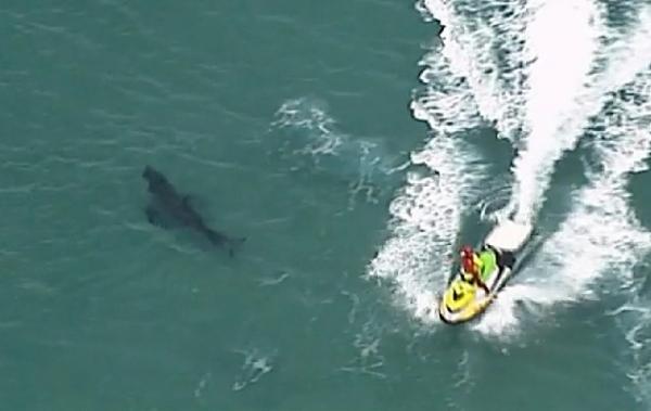 Penjaga pantai berusaha mengusir hiu putih yang menewaskan seorang peselancari di lepas pantai New South Wales (foto: AP)