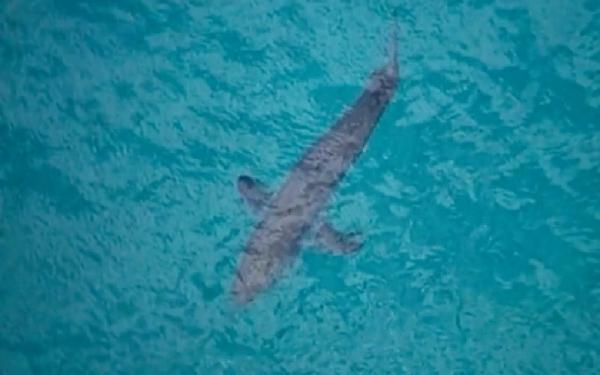 Serangan Hiu 1 Seekor hiu putih raksasa berukuran 3 meter menyerang peselancar di lepas pantai New South Wales, Australia (foto: AP)