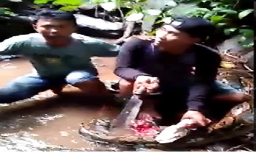Warga desa memotong tubuh ular piton sepanjang 3 meter untuk membebaskan tubuh seorang anak berusia 16 tahun dari lilitan (foto: The Sun)
