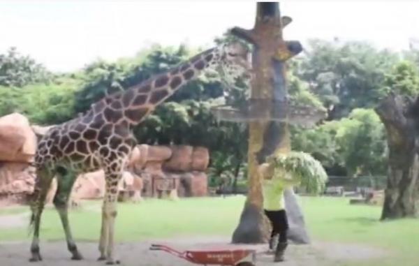 Destinasi wisata di Jatim salah satunya Kebun Binatang Surabaya. (Foto: IG@saviramida)