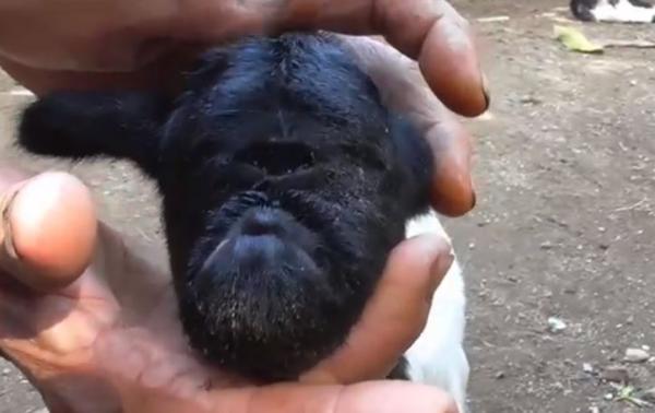 domba3 Anak domba mata satu di Sumedang. Selasa (23/6/2020) (Foto iNews/Beben).