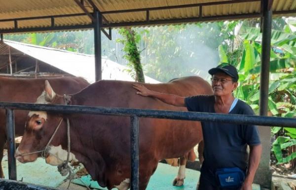 Idul Adha 2020 Presiden Jokowi Beli Sapi Berbobot 1 Ton Di Jambi