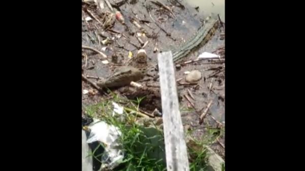 Buaya-2 Penampakan buaya di Sungai Batang Hari, Padang, Sumbar (Budi Sunandar/iNews)
