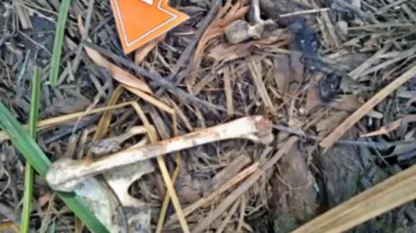 Tulang manusia yang ditemukan di Ogan Ilir, Sumsel (Fitriadi/iNews)