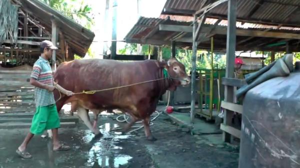sapi limosin presiden Jokowi-1 Sapi limosin berbobot 1,1 ton pilihan Presiden Jokowi untuk Palembang (Bambang Irawan/iNews)