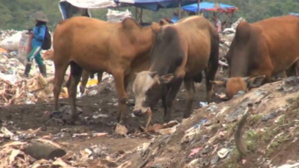 Sapi makan sampah-1 Gerombolan sapi di Padang, Sumbar makan sampah (Budi Sunanda/iNews)