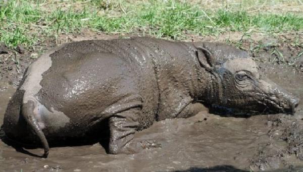 Seekor babi rusa asal Indonesia tengah berkubang di penangkaran sementara sebelum masuk di Kebun Binatang London. (foto: BBC)