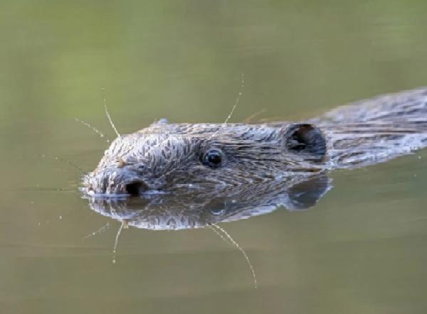 Foto berang-berang yang sebenarnya dijepret oleh Barry Edwards (foto: facebook)