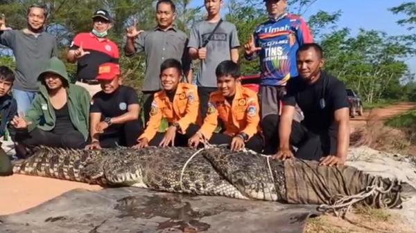 Buaya raksasa yang ditangkap warga Kabupaten Bangka, Bangka Belitung, Selasa (18/8/2020). (Foto: iNews/Haryanto)