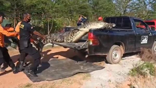 Buaya raksasa yang ditangkap warga Kabupaten Bangka, Bangka Belitung, Selasa (18/8/2020). (Foto: iNews/Haryanto)