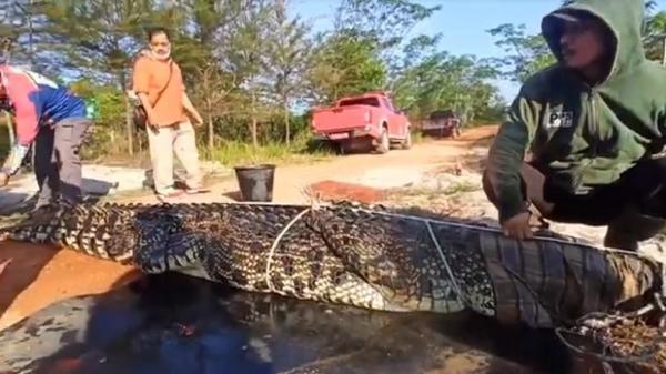 Buaya raksasa yang ditangkap warga Kabupaten Bangka, Bangka Belitung. (Foto: iNews/Haryanto)