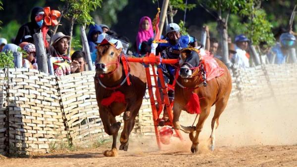 Pemanasan Jelang Piala Presiden, Puluhan Peserta Karapan Sapi Adu Cepat