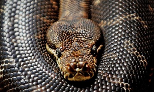 Langit-Langit Rumah Ambruk, Ternyata Ulah 2 Ular Piton Berebut Pasangan