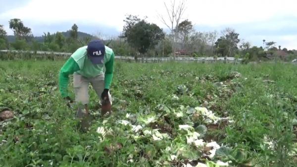 Petani kubis di Lampung babat habis tanamannya karena kecewa kubisnya dihargai murah (Enrico Ngantung/iNews)